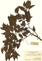 藏品(翼核果(光果翼核木))的圖片